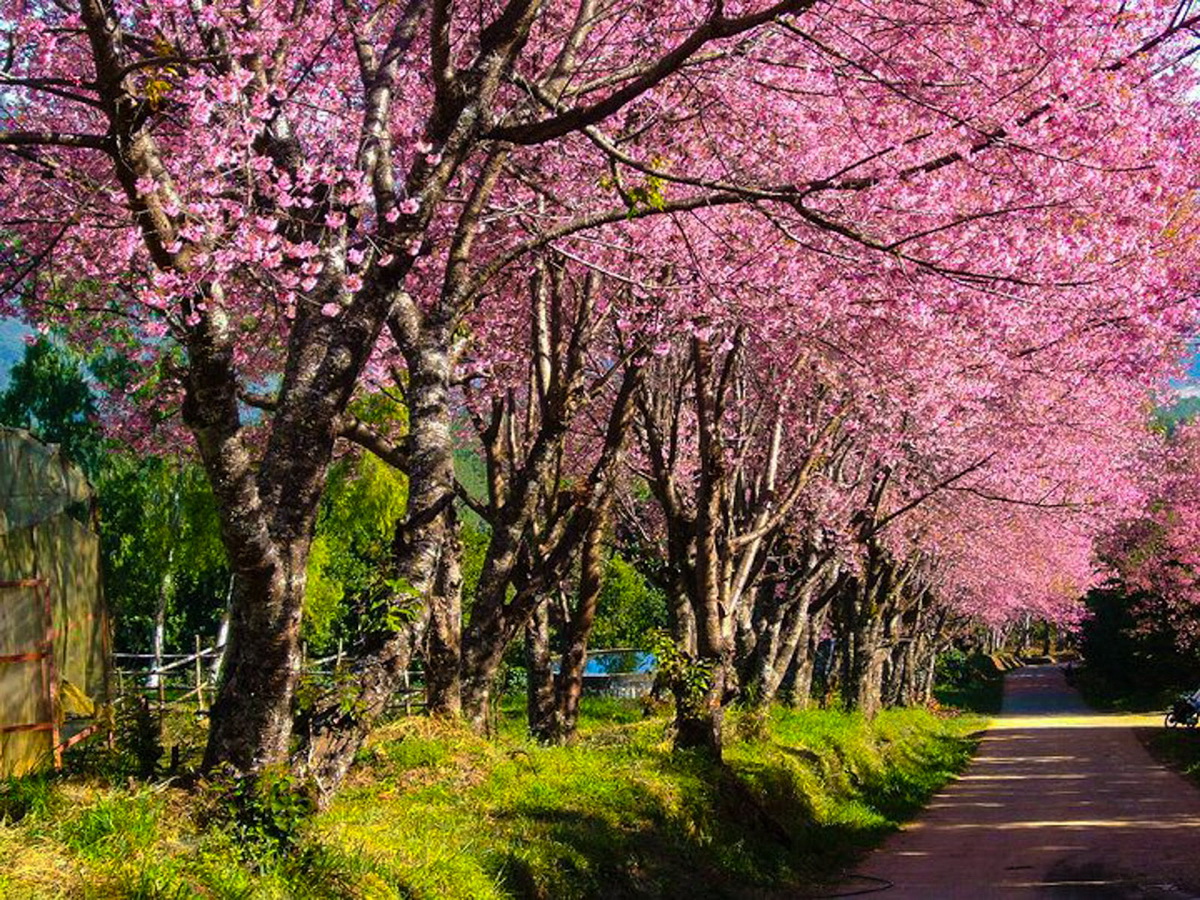 khun wang royal project, khun wang cherry blossoms, cherry blossoms in chiang mai, khun wang, sakura thailand