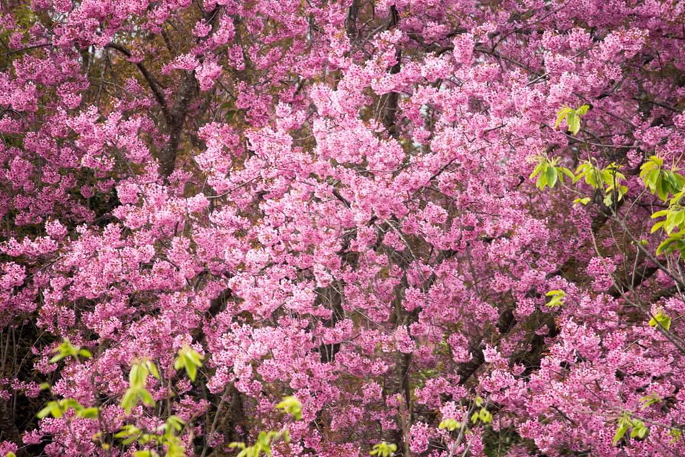 khun wang royal project, khun wang cherry blossoms, cherry blossoms in chiang mai, khun wang, sakura thailand