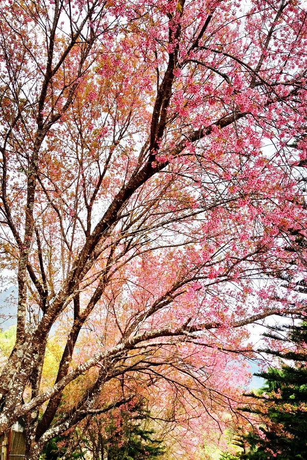 khun wang royal project, khun wang cherry blossoms, cherry blossoms in chiang mai, khun wang, sakura thailand