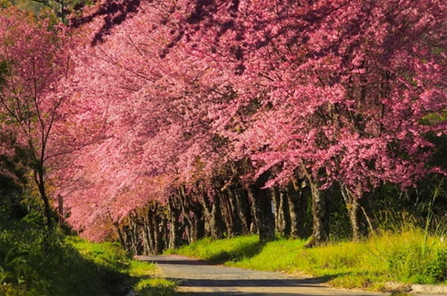 khun wang royal project, khun wang cherry blossoms, cherry blossoms in chiang mai, khun wang, sakura thailand
