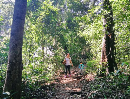Pha Dok Siew Nature Trail