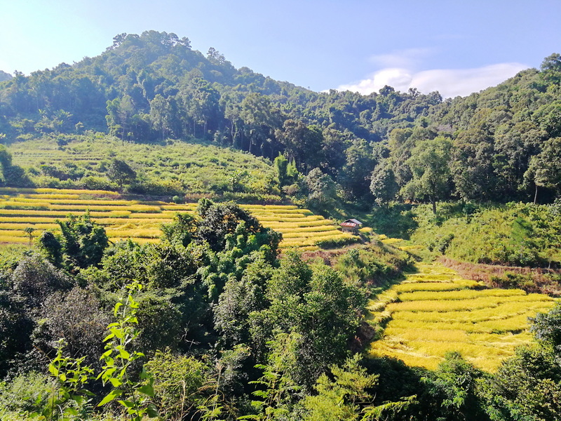 trekking pha dok siew nature trail, pha dok siew nature trail, trekking baan mae klang luang, baan mae klang luang, trekking pha dok siew, hiking pha dok siew