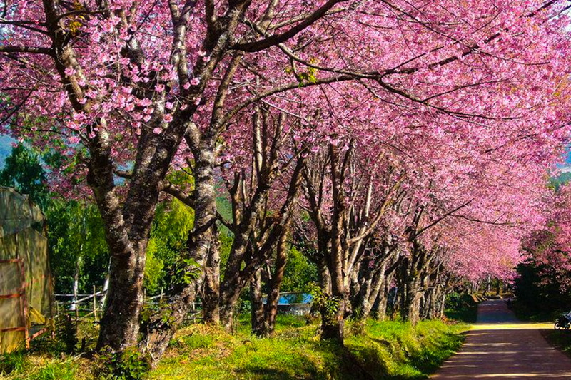 khun wang cherry blossom, khun wang royal project