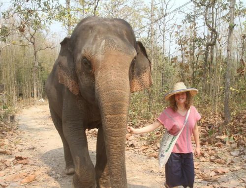 Mae Rim Elephant Home