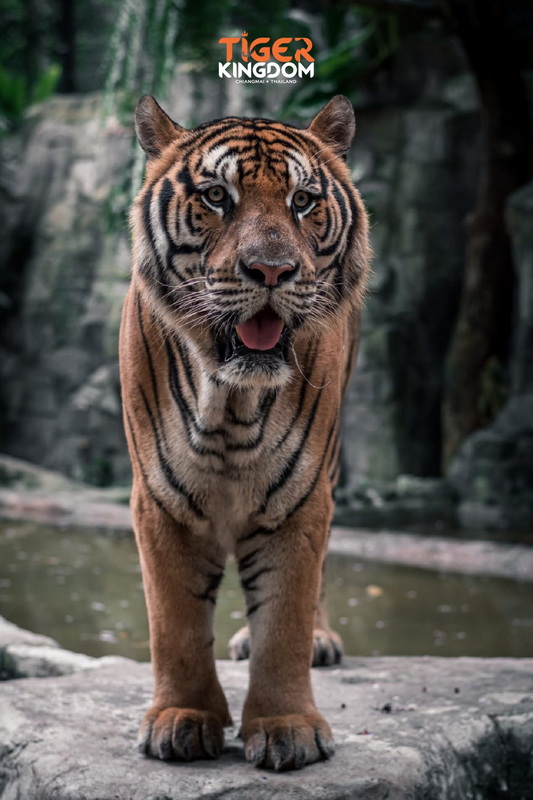 tiger kingdom, chiang mai tiger kingdom, chiangmai tiger kingdom, tiger kingdom chiang mai, tiger kingdom chiangmai