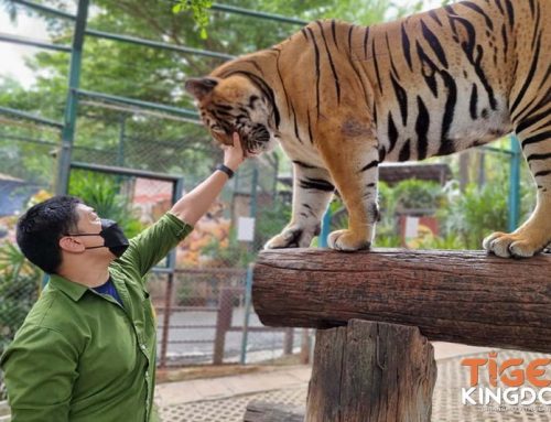 Tiger Kingdom