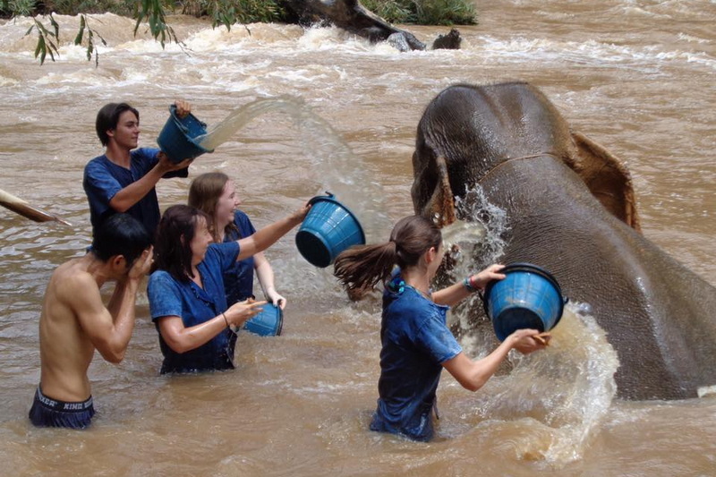 chiang mai elephant care, chiang mai elephant tour, choang mai elehant volunteer