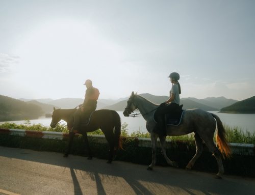 Chiang Mai Horse Riding