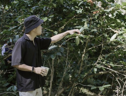 Chiang Mai Coffee Farm Tour