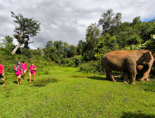 Sunrise Tour at Suthep Temple and Elephant Observation