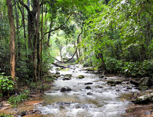 Elephant Observation and Doi Inthanon Trek