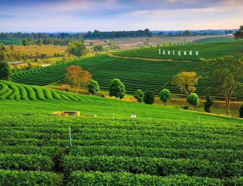 Choui Fong Tea Plantation