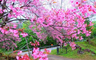 khun wang royal project, khun wang cherry blossoms, cherry blossoms in chiang mai, khun wang, sakura thailand