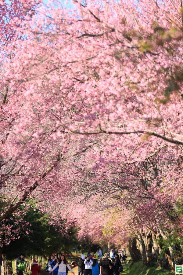 khun wang royal project, khun wang cherry blossoms, cherry blossoms in chiang mai, khun wang, sakura thailand