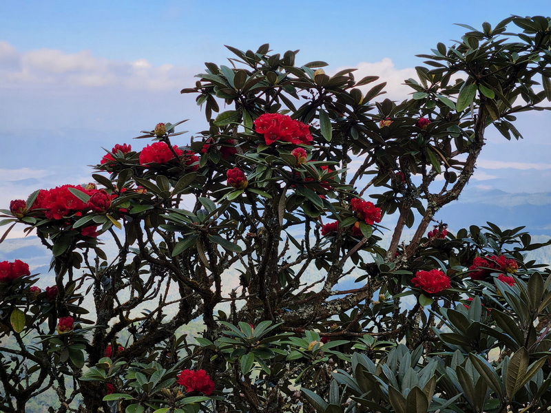 trekking doi pha ngam, hiking doi pha ngam, doi pha ngam, pha ngam cliff, doi phan gam cliff, two seasons cliff