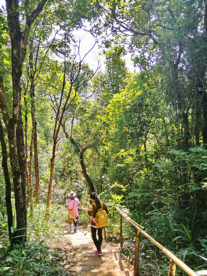 trekking pha dok siew nature trail, pha dok siew nature trail, trekking baan mae klang luang, baan mae klang luang, trekking pha dok siew, hiking pha dok siew