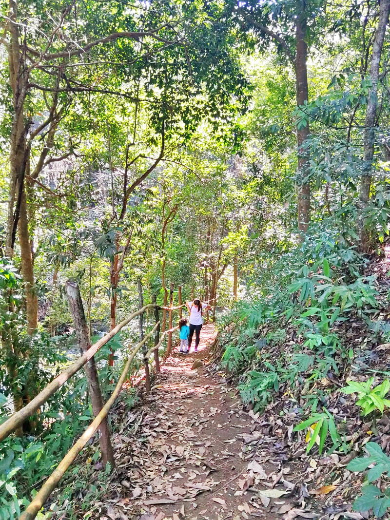 trekking pha dok siew nature trail, pha dok siew nature trail, trekking baan mae klang luang, baan mae klang luang, trekking pha dok siew, hiking pha dok siew