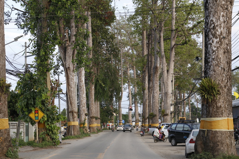 lamphun rubber road