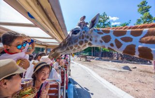 chiang mai night safari, night safari chiang mai, night safari in chiang mai, chiang mai night safari tour, ticket chiang mai night safari