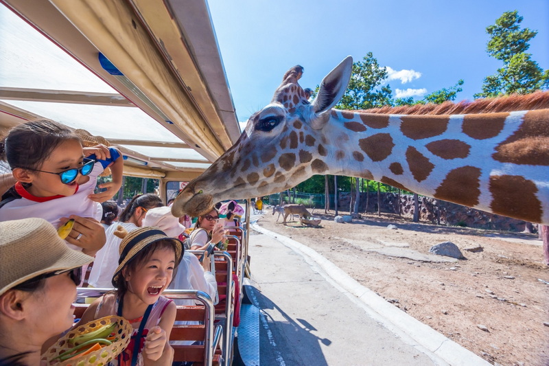 chiang mai night safari, night safari chiang mai, night safari in chiang mai, chiang mai night safari tour, ticket chiang mai night safari