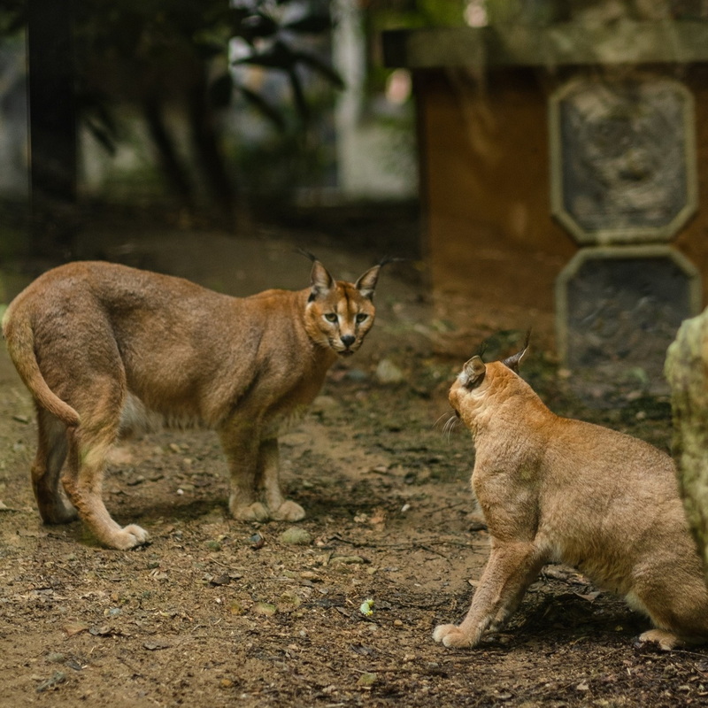 chiang mai night safari, night safari chiang mai, night safari in chiang mai, chiang mai night safari tour, ticket chiang mai night safari