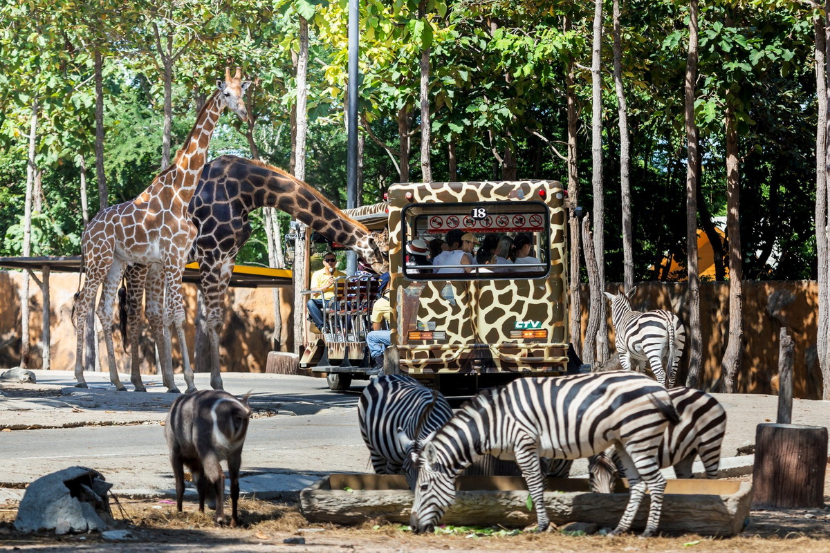 chiang mai night safari, night safari chiang mai, night safari in chiang mai, chiang mai night safari tour, ticket chiang mai night safari