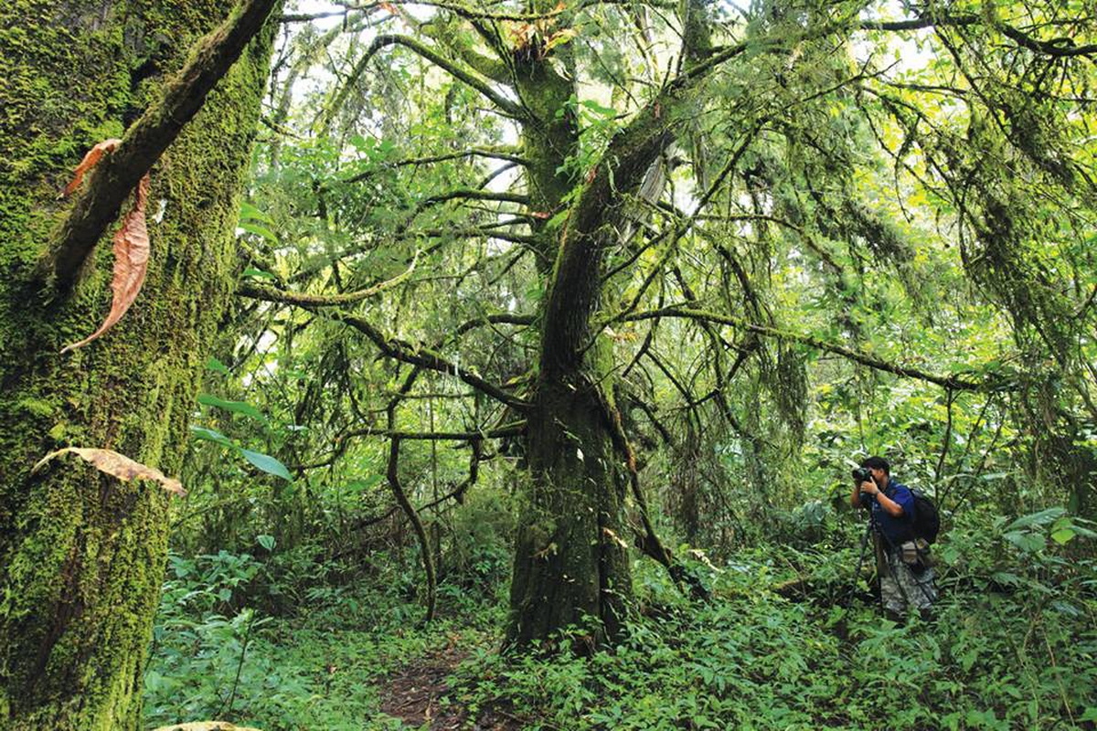 doi suthep-pui national park, national parks in chiang mai, chiang mai national parks, attractions national park in chiang mai, doi suthep-pui, doi suthep-pui mountain