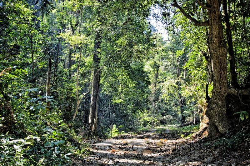 monk trail trek, monk trail trekking, monk trail treks, doi suthep trek, doi suthep treks, doi suthep trekking, trekking at doi Suthep, trekking in doi suthep