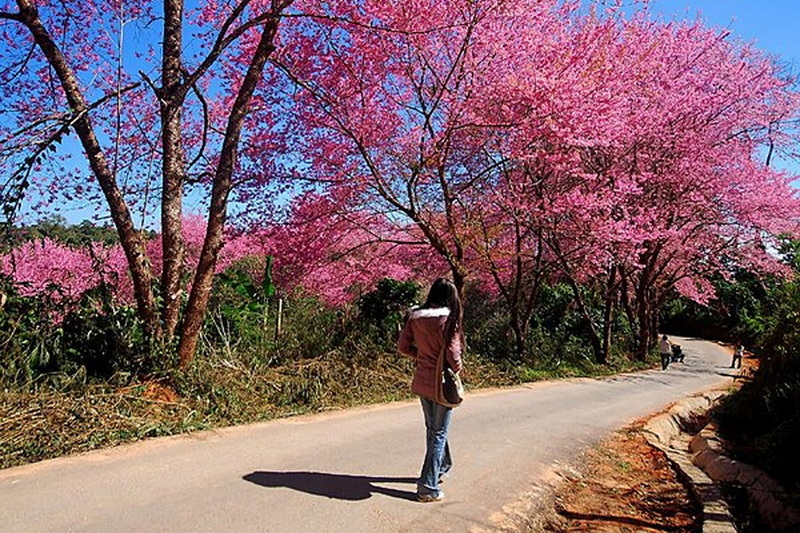 doi suthep-pui national park, national parks in chiang mai, chiang mai national parks, attractions national park in chiang mai, doi suthep-pui, doi suthep-pui mountain