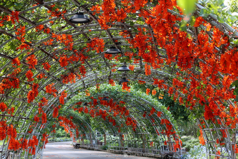 royak park rajapruek, royak flora rajapruek, rajapruek park, the royak park rajapruek, the royak flora rajapruek, rajapruek, chiang mai garden, chiang mai park