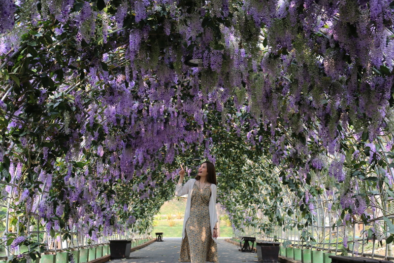 royak park rajapruek, royak flora rajapruek, rajapruek park, the royak park rajapruek, the royak flora rajapruek, rajapruek, chiang mai garden, chiang mai park