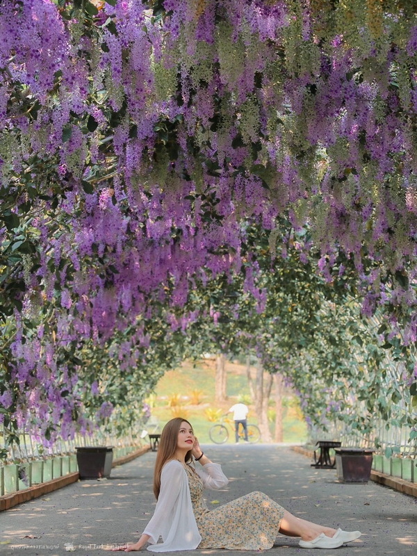 royak park rajapruek, royak flora rajapruek, rajapruek park, the royak park rajapruek, the royak flora rajapruek, rajapruek, chiang mai garden, chiang mai park