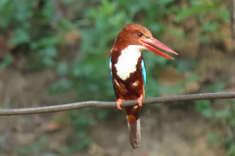 mae wang national park, maewang national park, mae-wang national park, mae-wang