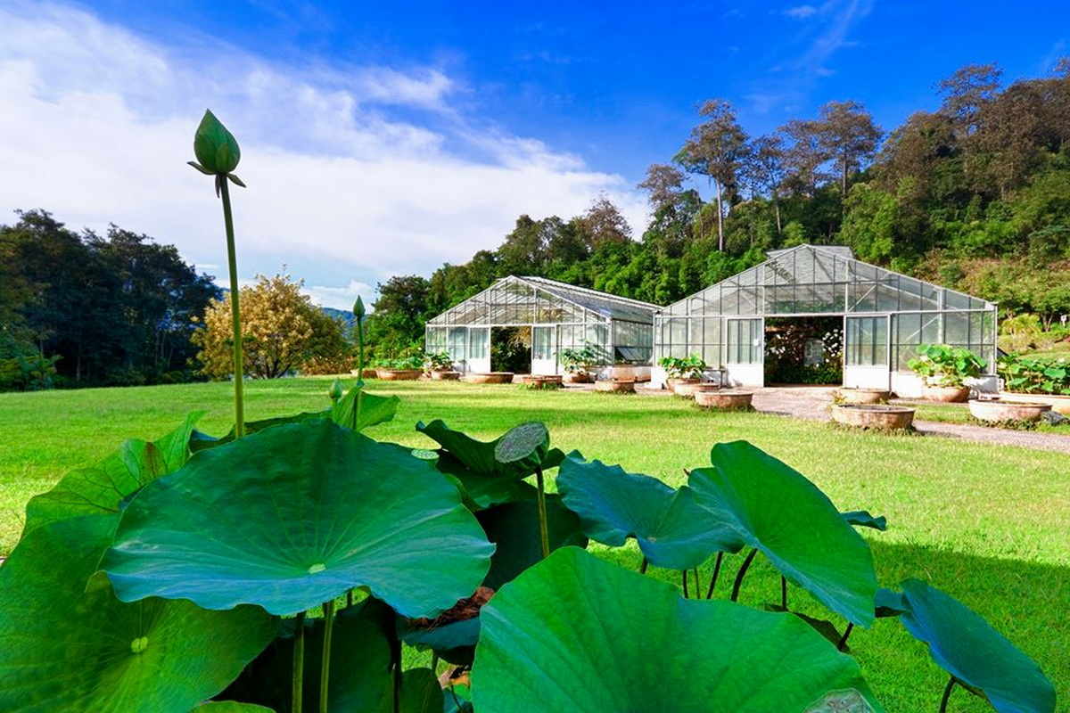 botanic garden, queen sirikit botanic garden, botanic garden chiang mai, chiang mai garden, garden in chiang mai