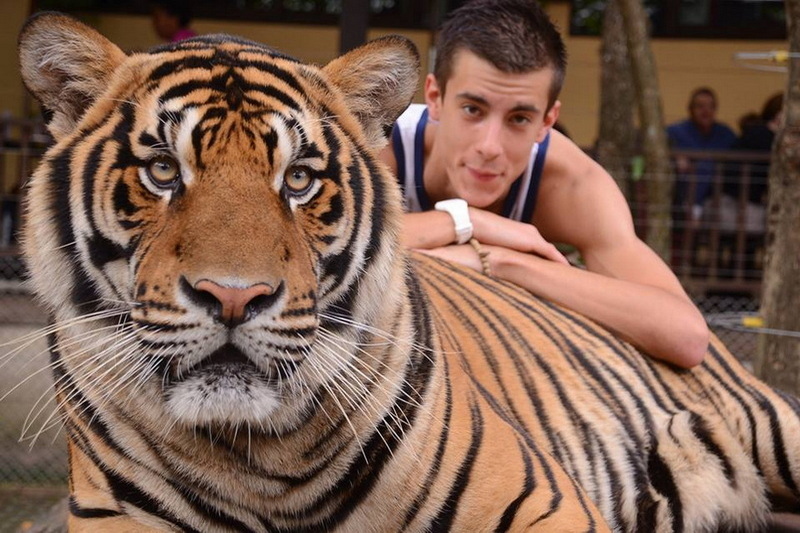 tiger kingdom, chiang mak tiger kingdom