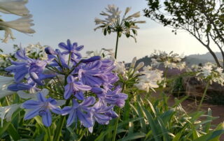 mon jam, monjam, mon jam mountain, monjam mountain, mon jam chiang mai, monjam chiang mai, mon jam royal project, monjam royal poject