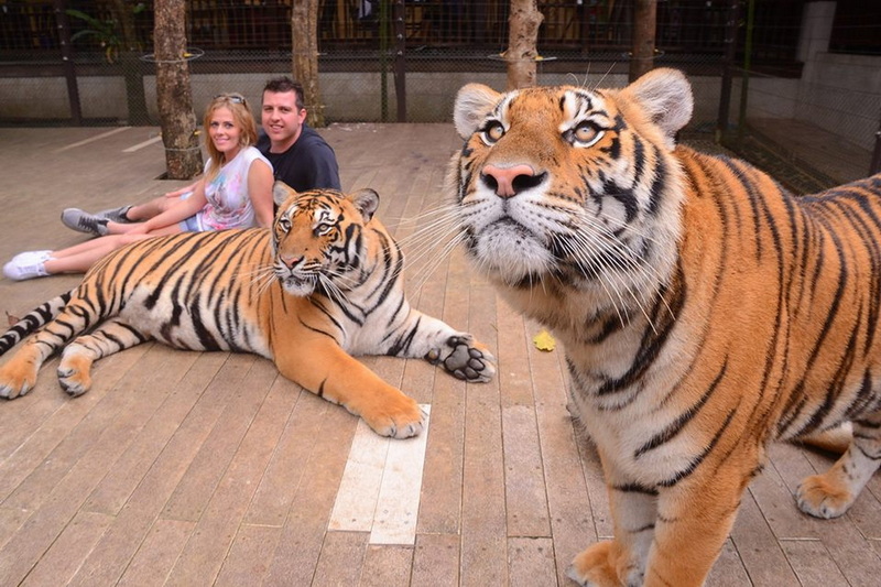 tiger kingdom, tiger kingdom chiang mai