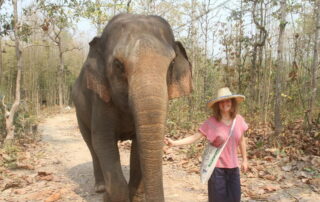 mae rim elephant home, maerim elephant home, mae rim elephant camp, maerim elephant camp, maerim elephant chiang mai, mae rim elephant chiang mai