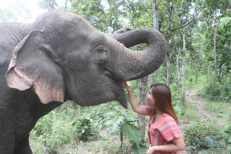 mae rim elephant home, maerim elephant home, mae rim elephant camp, maerim elephant camp, maerim elephant chiang mai, mae rim elephant chiang mai