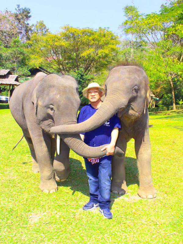 the chang chiang mai, the chang elephant camp, the chang chiang mai elephant camp, the chang elephant camp chiang mai, maesa elephant camp, maesa elephant chiang mai