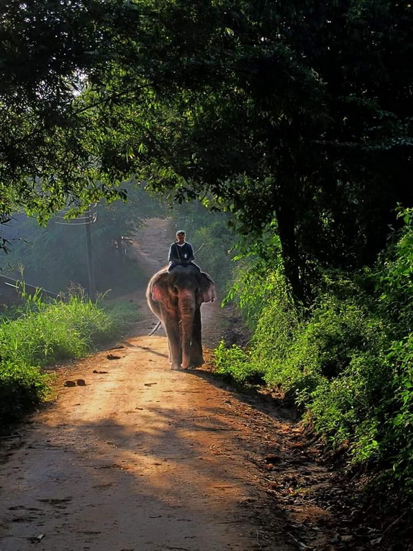 the chang chiang mai, the chang elephant camp, the chang chiang mai elephant camp, the chang elephant camp chiang mai, maesa elephant camp, maesa elephant chiang mai