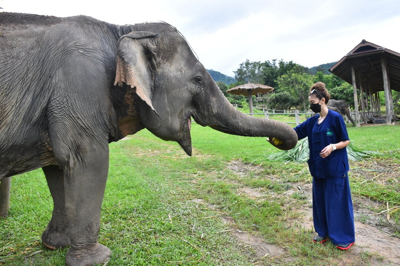 the chang elephant camp, maesa elephant camp, cniang mai elephant camp