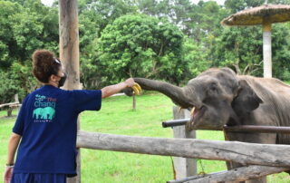the chang chiang mai, the chang elephant camp, the chang chiang mai elephant camp, the chang elephant camp chiang mai, maesa elephant camp, maesa elephant chiang mai