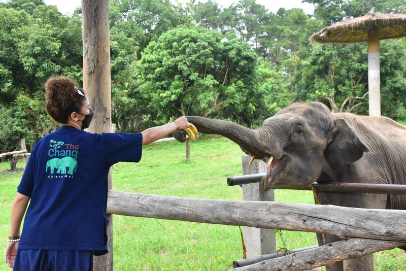 the chang chiang mai, the chang elephant camp, the chang chiang mai elephant camp, the chang elephant camp chiang mai, maesa elephant camp, maesa elephant chiang mai