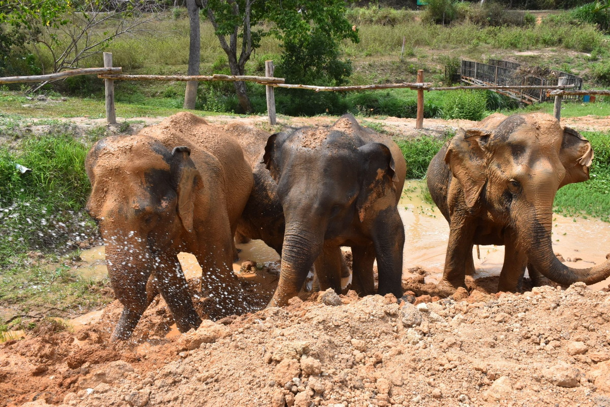 the chang chiang mai, the chang elephant camp, the chang chiang mai elephant camp, the chang elephant camp chiang mai, maesa elephant camp, maesa elephant chiang mai