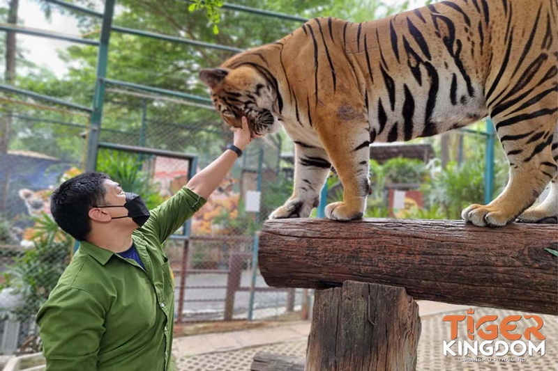 tiger kingdom, chiang mai tiger kingdom, chiangmai tiger kingdom, tiger kingdom chiang mai, tiger kingdom chiangmai