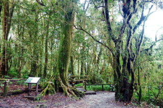 tour doi Inthanon, tour doi Inthanon national park, day tour doi Inthanon national park, budget tour doi Inthanon national park, day tour doi Inthanon, budget tour doi Inthanon, join with group tour doi Inthanon, join with group tour doi Inthanon national park