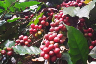 chiang mai coffee farm tour, coffee farm tour in chiang mai, chiangmai coffee farm tour, tour coffee farm chiang mai