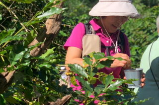 chiang mai coffee farm, chiang mai coffee farm tour