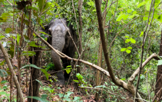 joy elephant volunteer, joy elephant volunteer chiang mai